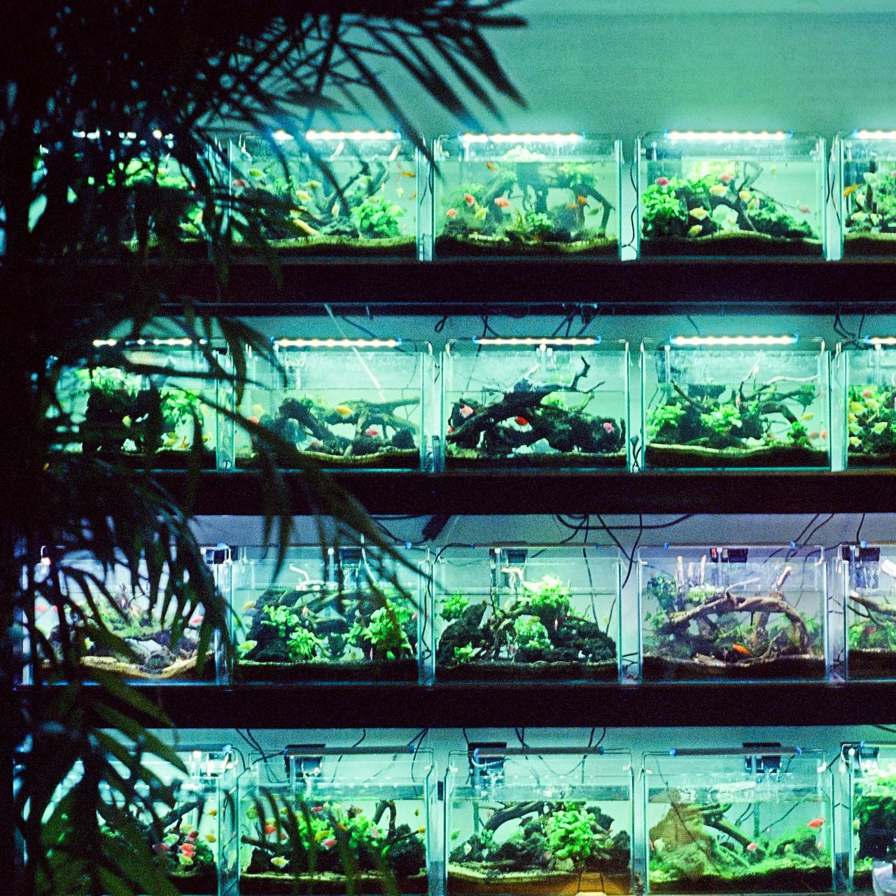 Rows of planted aquariums glowing under LED light in a fish room